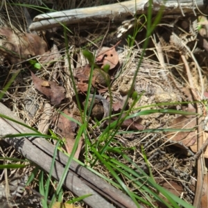 Caesia calliantha at Micalong Gorge - 28 Dec 2023