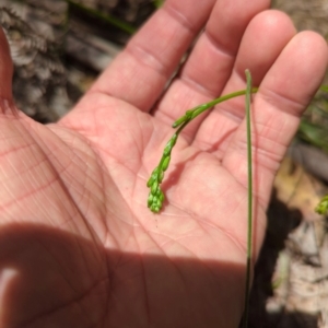 Caesia calliantha at Micalong Gorge - 28 Dec 2023