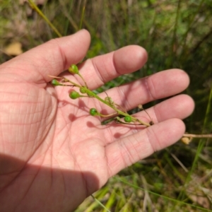 Bulbine sp. at Micalong Gorge - 28 Dec 2023