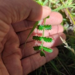 Acaena x ovina (Sheep's Burr) at Wee Jasper, NSW - 28 Dec 2023 by brettguy80