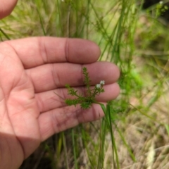 Asperula conferta at Micalong Gorge - 28 Dec 2023 01:56 PM