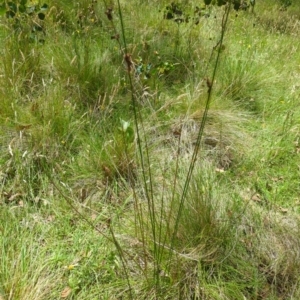 Juncus sp. at Micalong Gorge - 28 Dec 2023