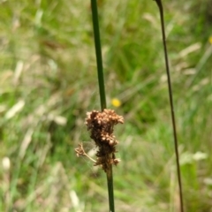 Juncus sp. at Micalong Gorge - 28 Dec 2023 01:54 PM