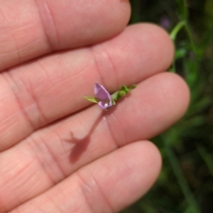 Epilobium billardiereanum subsp. hydrophilum at Micalong Gorge - 28 Dec 2023 01:53 PM