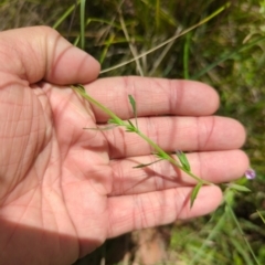 Epilobium billardiereanum subsp. hydrophilum at Micalong Gorge - 28 Dec 2023 01:53 PM