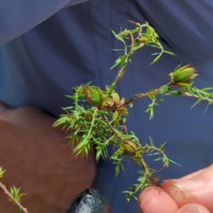 Styphelia humifusum at Micalong Gorge - 28 Dec 2023 01:50 PM