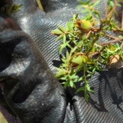 Styphelia humifusum at Micalong Gorge - 28 Dec 2023 01:50 PM