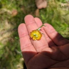 Coronidium monticola (Mountain Button Everlasting) at Micalong Gorge - 28 Dec 2023 by Wildlifewarrior80