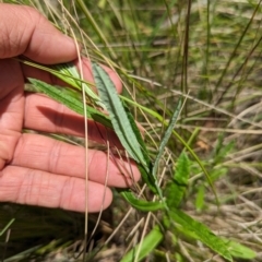 Coronidium monticola at Micalong Gorge - 28 Dec 2023