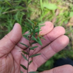 Acacia siculiformis (Dagger Wattle) at Micalong Gorge - 28 Dec 2023 by brettguy80