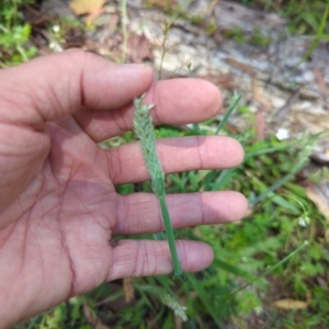 Holcus lanatus at Micalong Gorge - 28 Dec 2023