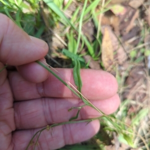 Rumex acetosella at Micalong Gorge - 28 Dec 2023