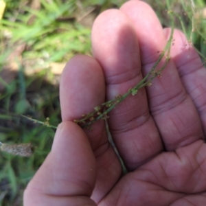 Rumex acetosella at Micalong Gorge - 28 Dec 2023