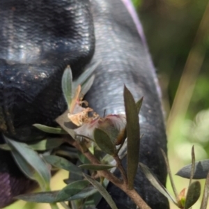 Leptospermum lanigerum at Micalong Gorge - 28 Dec 2023