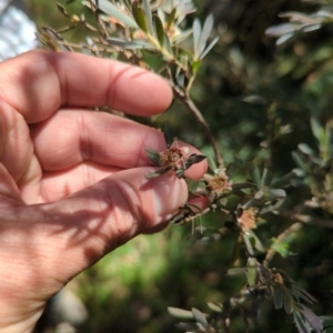 Leptospermum lanigerum at Micalong Gorge - 28 Dec 2023