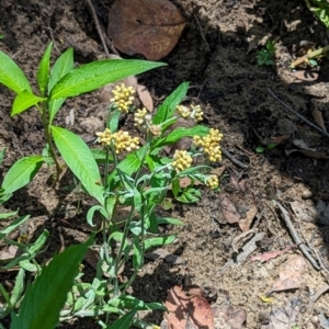 Pseudognaphalium luteoalbum at Micalong Gorge - 28 Dec 2023