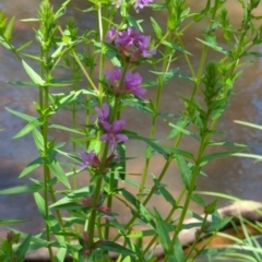 Lythrum salicaria (Purple Loosestrife) at Wee Jasper, NSW - 28 Dec 2023 by brettguy80