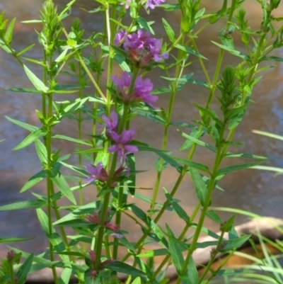 Lythrum salicaria (Purple Loosestrife) at Micalong Gorge - 28 Dec 2023 by Wildlifewarrior80