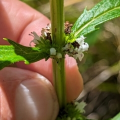 Lycopus australis (Native Gipsywort, Australian Gipsywort) at Wee Jasper, NSW - 28 Dec 2023 by brettguy80