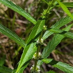 Lycopus australis at Micalong Gorge - 28 Dec 2023