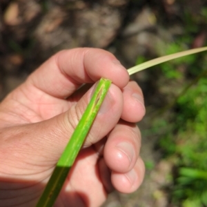 Poa sp. at Micalong Gorge - 28 Dec 2023