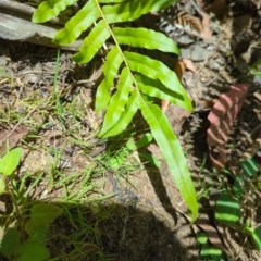 Blechnum wattsii (Hard Water Fern) at Wee Jasper, NSW - 28 Dec 2023 by brettguy80