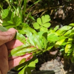 Blechnum wattsii at Micalong Gorge - 28 Dec 2023