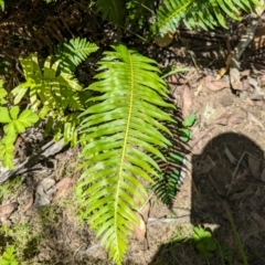 Blechnum nudum (Fishbone Water Fern) at Wee Jasper, NSW - 28 Dec 2023 by brettguy80