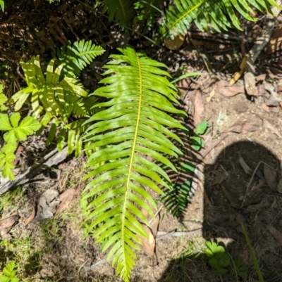 Blechnum nudum (Fishbone Water Fern) at Micalong Gorge - 28 Dec 2023 by brettguy80