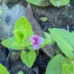 Gratiola peruviana (Australian Brooklime) at Wee Jasper, NSW - 28 Dec 2023 by brettguy80