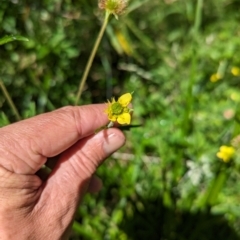 Geum urbanum (Herb Bennet) at Micalong Gorge - 28 Dec 2023 by brettguy80