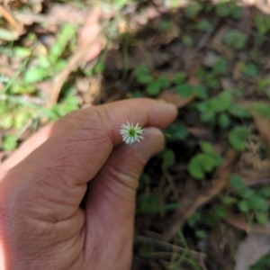 Lagenophora stipitata at Micalong Gorge - 28 Dec 2023