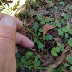 Lagenophora stipitata at Micalong Gorge - 28 Dec 2023