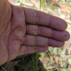 Galium gaudichaudii subsp. gaudichaudii (Rough Bedstraw) at Micalong Gorge - 28 Dec 2023 by Wildlifewarrior80