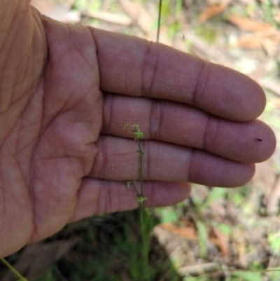 Galium gaudichaudii subsp. gaudichaudii (Rough Bedstraw) at Micalong Gorge - 28 Dec 2023 by brettguy80