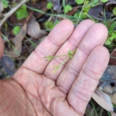 Unidentified Other Wildflower or Herb at Wee Jasper, NSW - 28 Dec 2023 by brettguy80