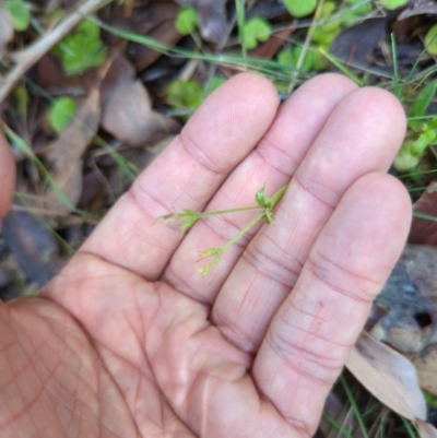 Cerastium glomeratum (Sticky Mouse-ear Chickweed) at Micalong Gorge - 28 Dec 2023 by Wildlifewarrior80