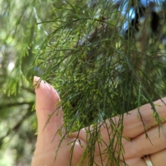 Exocarpos cupressiformis (Cherry Ballart) at Micalong Gorge - 28 Dec 2023 by Wildlifewarrior80