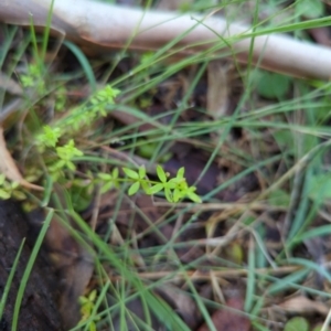 Galium leiocarpum at Micalong Gorge - 28 Dec 2023