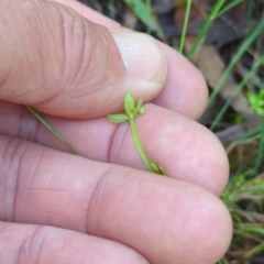 Galium leiocarpum at Micalong Gorge - 28 Dec 2023