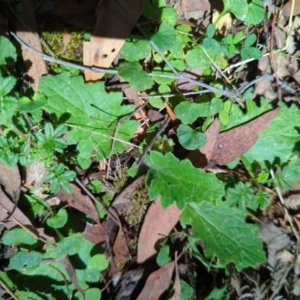 Cymbonotus sp. (preissianus or lawsonianus) at Micalong Gorge - 28 Dec 2023