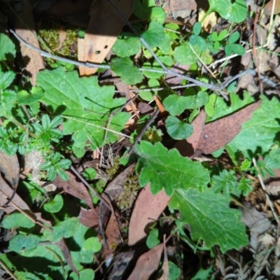 Cymbonotus sp. (preissianus or lawsonianus) (Bears Ears) at Micalong Gorge - 28 Dec 2023 by brettguy80