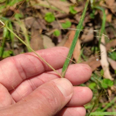 Lachnagrostis filiformis (Blown Grass) at Micalong Gorge - 28 Dec 2023 by brettguy80