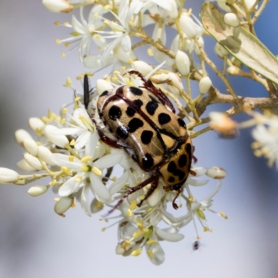 Neorrhina punctata (Spotted flower chafer) at Hawker, ACT - 27 Dec 2023 by AlisonMilton
