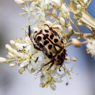 Neorrhina punctatum (Spotted flower chafer) at Hawker, ACT - 28 Dec 2023 by AlisonMilton