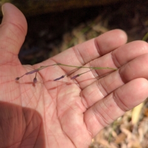 Arthropodium sp. at Micalong Gorge - 28 Dec 2023 11:15 AM