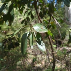 Acacia melanoxylon (Blackwood) at Micalong Gorge - 28 Dec 2023 by Wildlifewarrior80