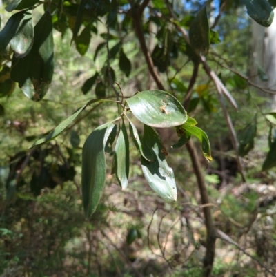 Acacia melanoxylon (Blackwood) at Micalong Gorge - 28 Dec 2023 by brettguy80