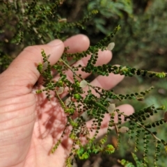 Bossiaea foliosa (Leafy Bossiaea) at Micalong Gorge - 28 Dec 2023 by brettguy80