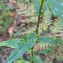 Senecio linearifolius (Fireweed Groundsel, Fireweed) at Wee Jasper, NSW - 28 Dec 2023 by brettguy80